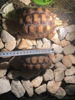 Ostrohata suchozemska korytnačka - 4