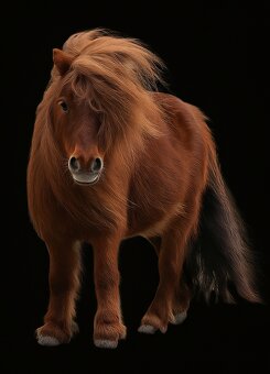 Minishetland kobyla - 4