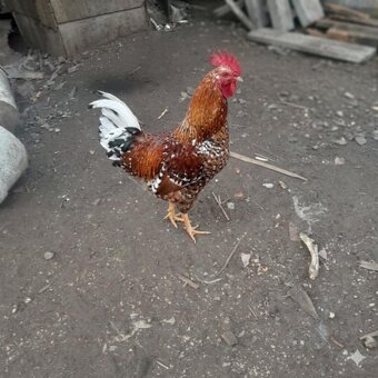 Predám kohúty týchto plemien - 4