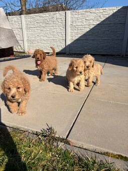 Pudl stredný pudlik - 4