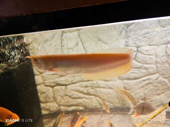 platyrhincus albino red eye+arowany - 4