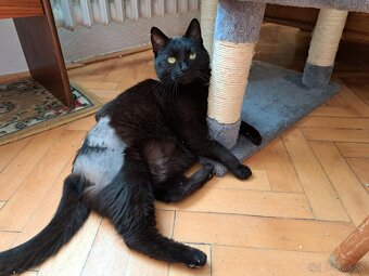 Micka skončí opäť na ulici - 4