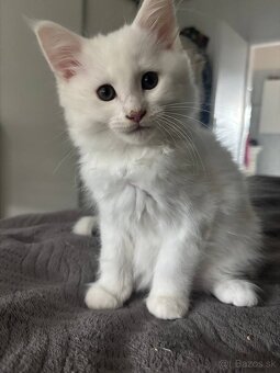 Maine coon mačiatka k odberu - 4