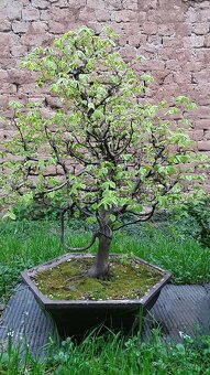 bonsai,bonsaj-hrab 4 - 4