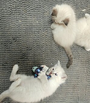 Ragdoll - 4