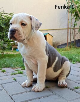 American bully XL, Americký stafordsirsky terier - 4