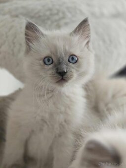 Ragdoll mačiatka - 4