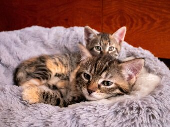 Darujem krásne mačiatka - 4