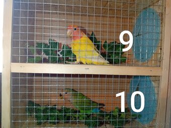 Predám agapornisov ružovohrdlých - 4