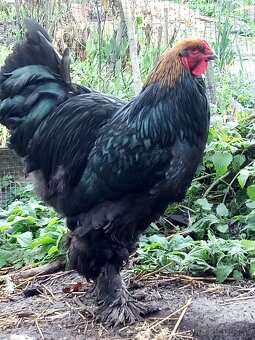 Kohút brahman veľký - 4