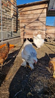 Brahman Brahmanky - 4