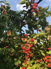 Predám BEZTŔŃOVÉ ČERNICE - 4