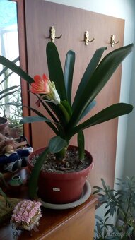 predam izbove rastliny - 4