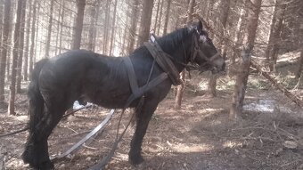 Predám žrebca - 4