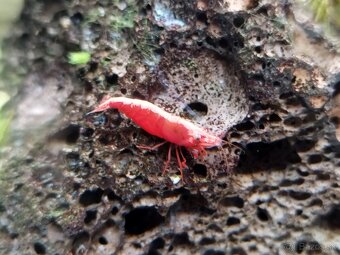 Predám krevetky Neocaridina Red Fire Painted - Grade SS - 4