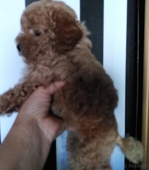 Pudel Pudlik Toy/Trpaslík - 4
