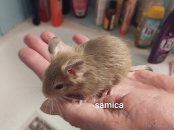 Predám osmakov degu - 4