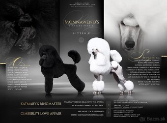 Pudel veľký čierny - 4