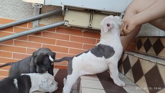 Americký stafordsirsky terier, american bully XL - 4