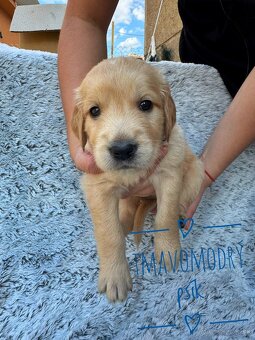 Zlatý Retriever šteniatka - 4
