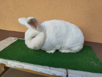 NOVOZELANSKY.   BIELI - 4