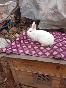 Predám králiky rôzne druhy 25-50€ - 4