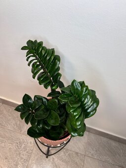 Zamioculcas zamiifolia Zenzi - 4