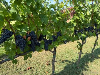 Červené víno Hron - 4