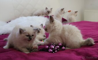 Ragdoll - láska na celý život - 4