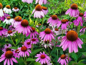 Echinacea purpurea – ružová - 4