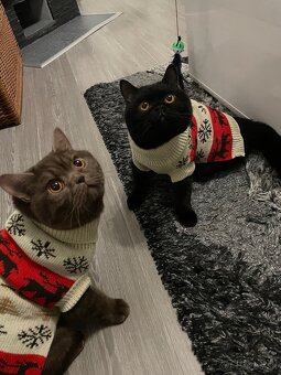 Predám Britských krátkosrstých kocúrikov - 4