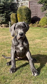 Německá doga modrá s PP Euphorie Blue HH - 4