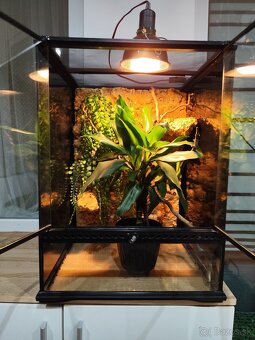 Chameleón jemensky terarium - 4