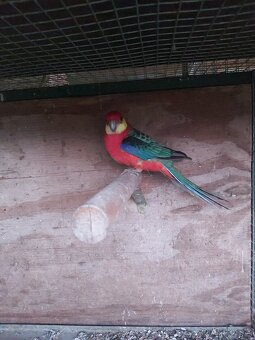 Predám vymením rozela žltolíca - 4