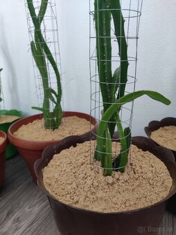 Pitahaya žltá, Hylocereus megalanthus - 4