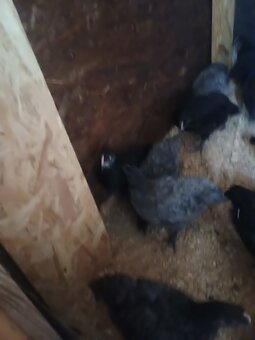 Kohútik australorp - 4