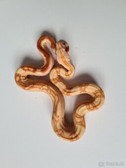 Veľhad Královský-Boa Constrictor tohto ročné - 4