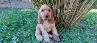 Anglický kokeršpaniel - 4