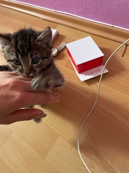 Darujeme maciatka kocurikov aj macicky - 4