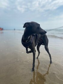 Krytie Taliansky Chrtík - 4