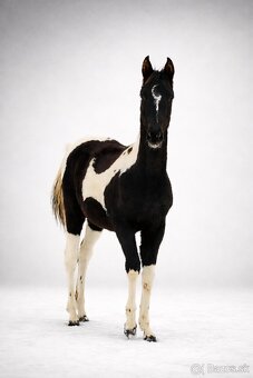 Podílová APH kobylka - 4