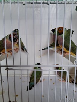 Amadina gouldová - 4