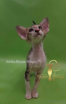 Orientální kočka s pP Idelia - 4