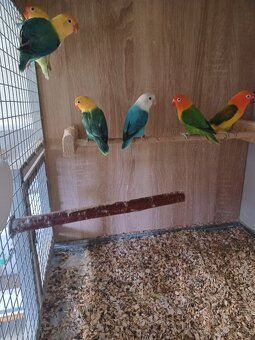 Agapornis fischeri - 4