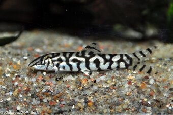 Prísavníky,botia,piraňa dovoz 12.10 RK-LM-PP-PO - 4