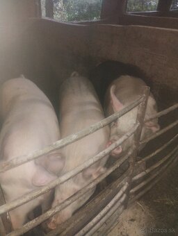 Domáce prasiatká - 4