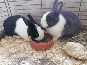 Predám izbové zajačiky - 4