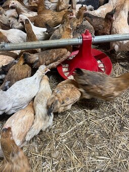 Mládky,Kurčata,nosnice - 4