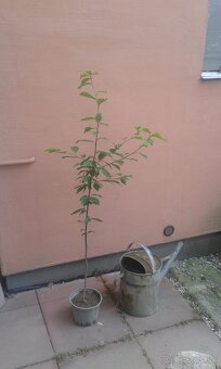 Prunus padus-májový strom - 4