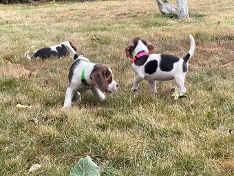 Beagle - 4